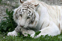 Зоопарк Шанхая