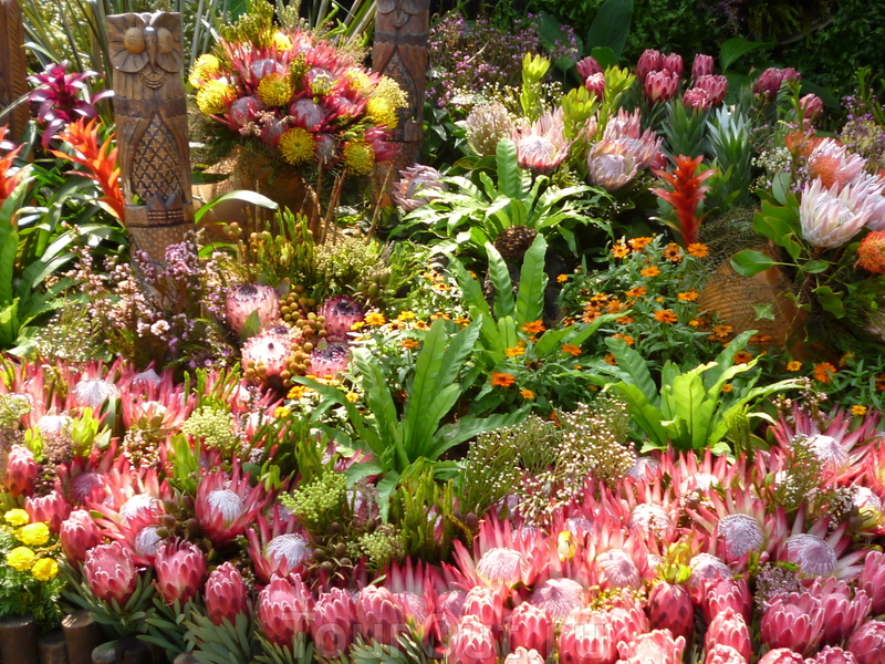 Гуанчжоу - Ботанический сад  - цветы