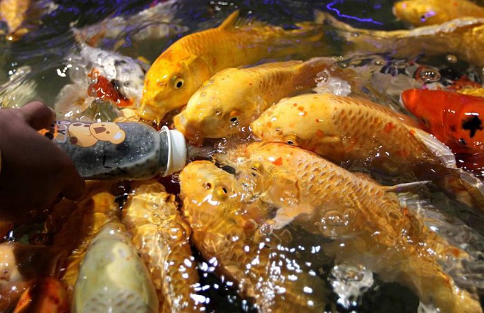 Продажа рыб - Цинпин - Гуанчжоу