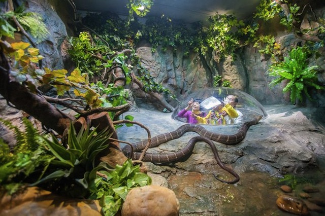 Chimelong Гуанчжоу - змеи