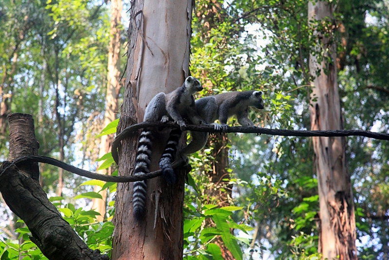 Лемуры в Сафари парке - Гуанчжоу