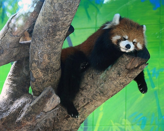 Сафари Chimelong Гуанчжоу