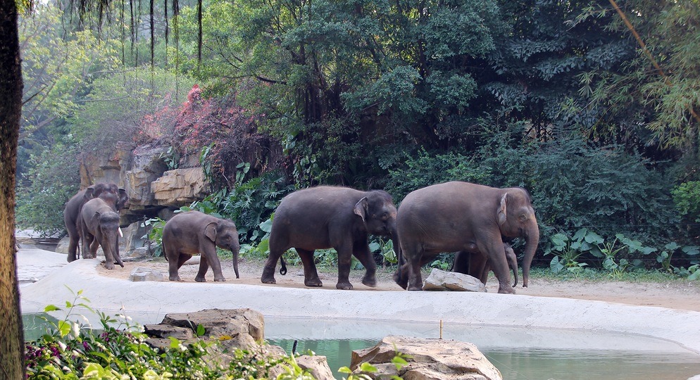 Гуаечжоу - Сафари парк Гуанчжоу - слоны