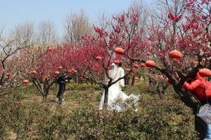температура в Шанхае