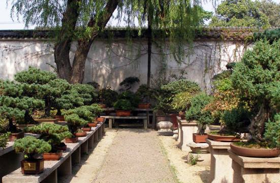 Достопримечательность сучжоу Сад Уединения - бонсай