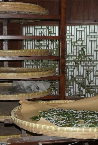 Музей Шелка - гусеницы