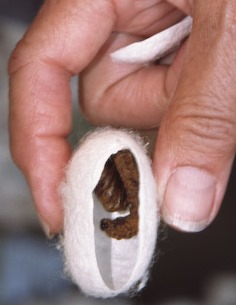 Музей Шелка - гусеница в коконе