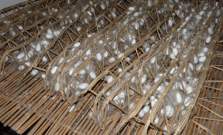 Музей Шелка - коконы