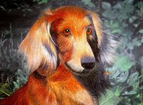 Вышивка стиль Цзянсу в Сучжоу - собака