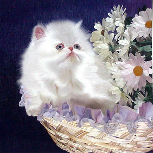 Вышивка в стиле Цзянсу - кот